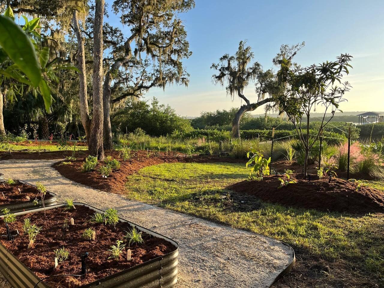 A mulched path curving through a young food forest beneath a moss-draped Florida live oak at golden hour